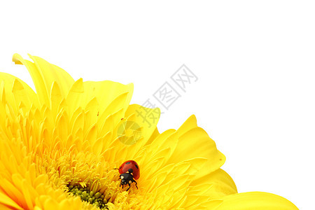黄色花朵上的拖拉器生态植物学花瓣宏观叶子昆虫植物环境甲虫太阳图片