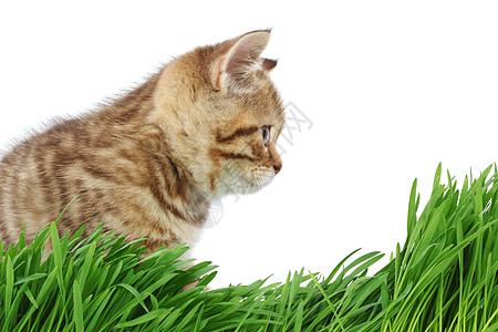 草地后面的猫工作室环境猫科眼睛毛皮叶子场地外套生长草本植物图片