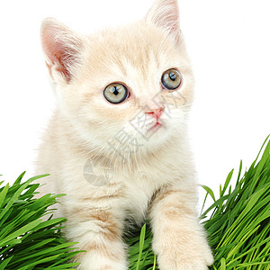 草地后面的猫宠物叶子植物外套猫科动物小猫眼睛花园生长图片
