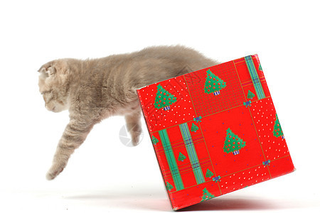 礼品盒中的猫盒子小猫婴儿猫咪生日猫科兽医惊喜展示星星图片