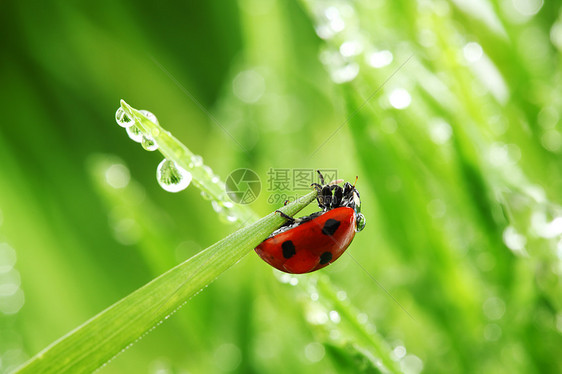 草地上的虫环境女士植物雨滴季节液体生长场地昆虫花园图片