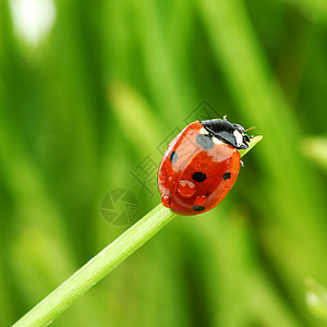 草地上的虫场地女士季节雨滴液体生长阳光野生动物环境昆虫图片