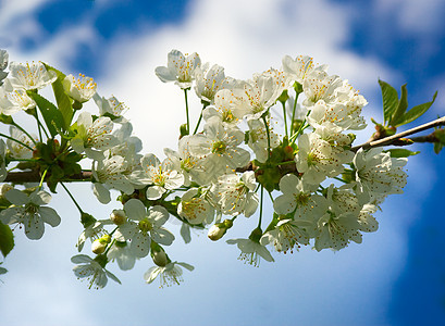 樱花花花瓣天空生活叶子植物群季节花粉植物公园花园图片