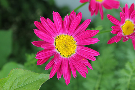 黛丝花花活力雏菊植物学粉色自然季节性花瓣绿色花园植物群图片