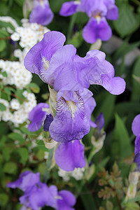 紫色 Iris绿色花园季节性植物群鸢尾花花瓣自然活力植物植物学图片