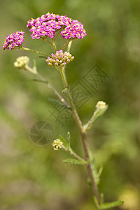 兆基油粉色米箔花瓣蓍草草本植物野花西洋花序植物图片