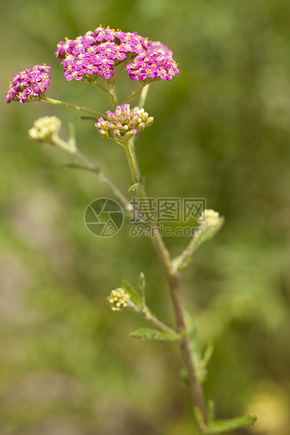 兆基油粉色米箔花瓣蓍草草本植物野花西洋花序植物图片