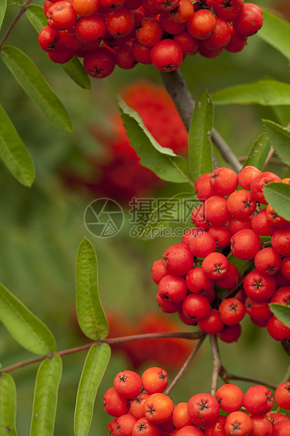 线条红红色花楸浆果宏观叶子植物草本植物背景性质草药花梨木图片