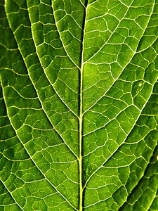 工作表树植物学阴影叶子宏观绿色森林生长植物生活光合作用图片