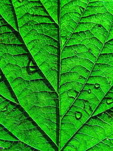 工作表树生活绿色情调异国植物光合作用生长宏观植物群叶子图片