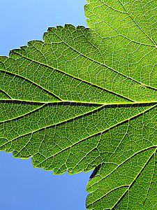 工作表树异国静脉阴影光合作用植物床单植物学生活生长桦木图片
