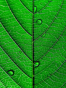 工作表树异国森林床单植物学静脉网格植物叶子植物群绿色图片