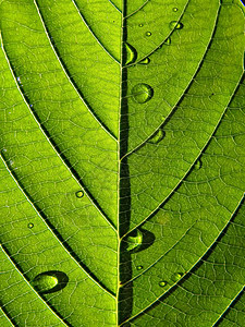 工作表树植物学静脉情调光合作用叶子床单阴影绿色生长植物群图片