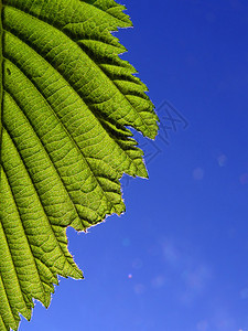 工作表树异国阳光情调绿色网格静脉叶子阴影床单花园图片