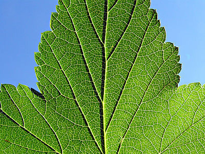 工作表树绿色宏观阳光植物阴影植物学网格异国植物群生活图片