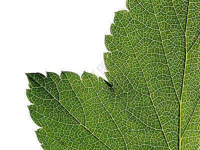 工作表树植物学床单静脉阴影宏观生活绿色生长网格植物图片