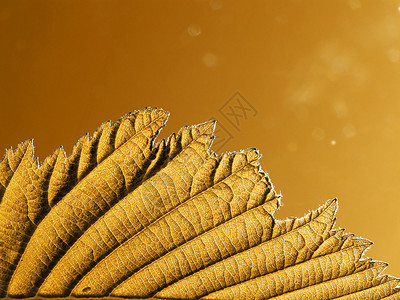 工作表树阴影植物网格静脉植物学生长生活草本植物叶子床单图片