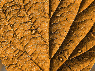工作表树森林生长静脉黄色网格桦木阴影棕褐色叶子床单图片