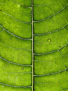 工作表树绿色花园异国光合作用静脉床单植物生活宏观植物群图片