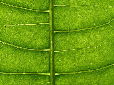 工作表树床单网格桦木植物学植物群绿色叶子阳光情调植物图片
