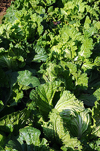 芹菜白菜饮食土地沙拉蔬菜场地食物营养收成土壤发芽图片
