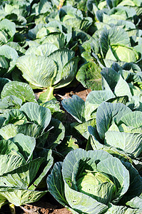 芹菜白菜蔬菜地球叶子沙拉温室食物土地栽培饮食生产图片