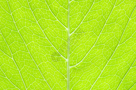 叶叶结构植物生长绿色植物群叶子线条宏观环境生活脉络背景图片