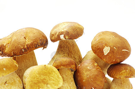 蘑菇植物烹饪白色团体森林食物荒野饮食蔬菜季节性图片