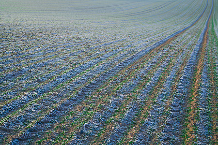 带银霜的秋季田白色农场玻璃工作植物场地蓝色绿色底层银霜图片