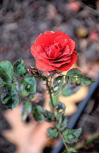 模糊背景的红色花朵植物学环境花园生长衬套浪漫植物群园艺香气辉光图片