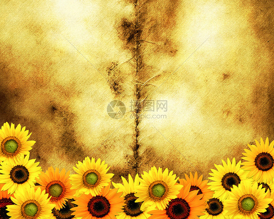 带明黄色向日葵和复印件s的 Grunge纸面背景折痕明信片花瓣黑色羊皮纸皮革皮肤织物棕色奢华图片