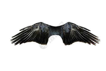 翅膀滑行信仰鸟类天堂航班鸽子精神羽毛生活宗教图片