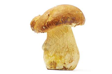 蘑菇蔬菜团体食物白色饮食植物荒野季节森林烹饪图片