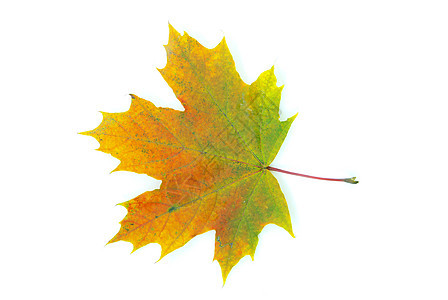 秋叶植物学纹理桌面落叶橙子公园树木季节黄色森林图片