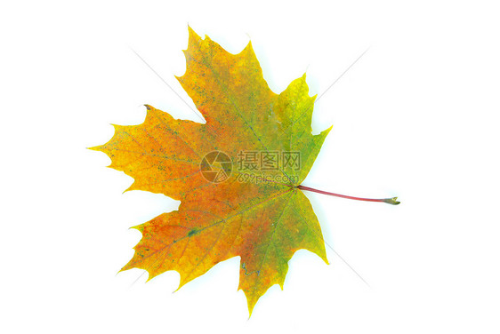秋叶植物学纹理桌面落叶橙子公园树木季节黄色森林图片