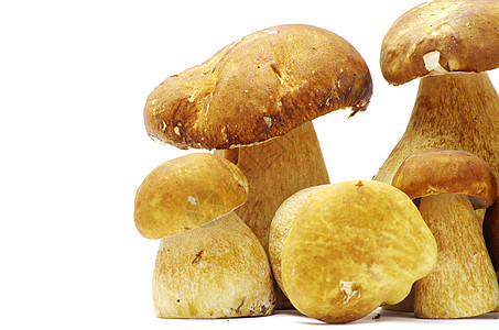 蘑菇美食荒野森林白色饮食食物季节烹饪团体蔬菜图片