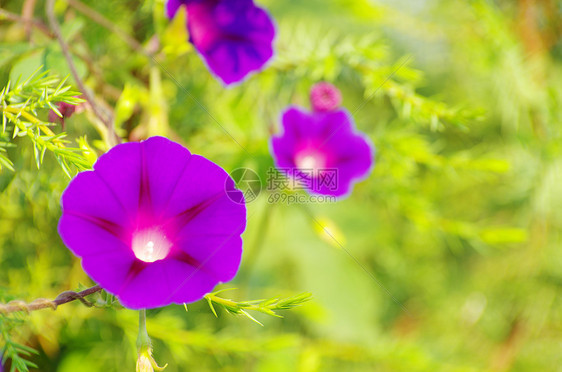 春花宏观花瓣花园公园蓝色植物毛茛阴影森林植物群图片