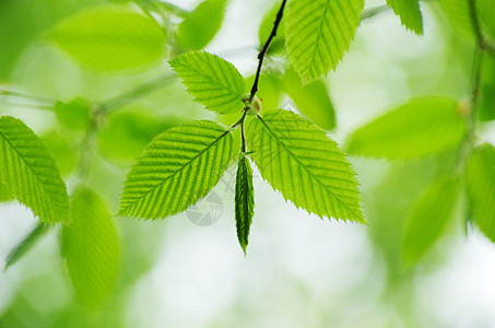 绿叶绿色树叶森林树木生长宏观环境植物叶子图片