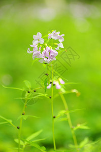 春花公园花园植物毛茛蓝色花瓣森林阴影植物群宏观图片