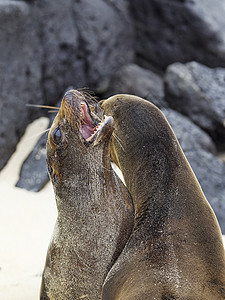 海狮殖民地海豹天堂海滩毛皮晶须濒危荒野野生动物海洋动物图片
