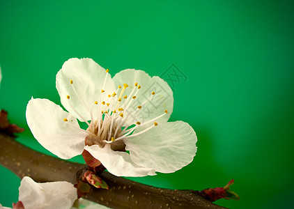 绿色的春花宏观美丽花园季节花瓣紫色叶子植物花朵快乐图片