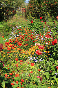 农村建筑附近的鲜花财产奢华百合草地草皮植物场景雏菊衬套园艺图片