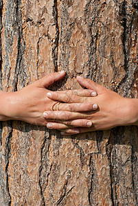 环绕着一棵树的双臂木材主义者温室母亲活动环境森林砍伐博物学家生态图片