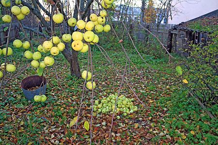 秋天花园中的苹果树枝上阳光植物太阳宏观树木果园食物蔬菜美食季节图片