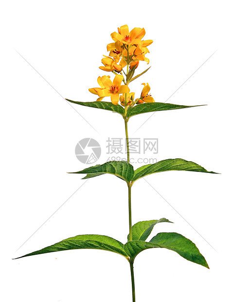 白色背景的黄色花朵摄影毛茛环境阳光雏菊牧场地球场地农场农业图片