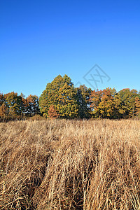 秋天球场的橡树枝树林场地农场场景荒野团体蓝色牧场风景森林图片