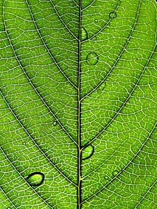 工作表树的纹理植物生活情调生长植物群床单叶子阴影网格阳光图片