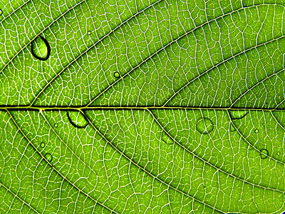 工作表树的纹理花园植物生长植物学光合作用生活植物群桦木叶子绿色图片