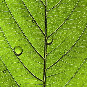 工作表树的纹理床单叶子植物学网格绿色异国阴影植物群生长花园图片