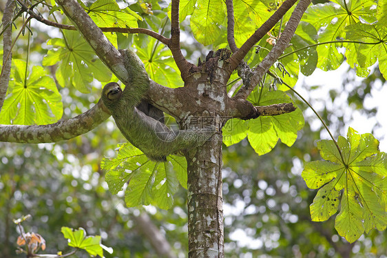 一个三趾洞公园毛皮丛林树懒脚趾濒危国家热带运动森林图片